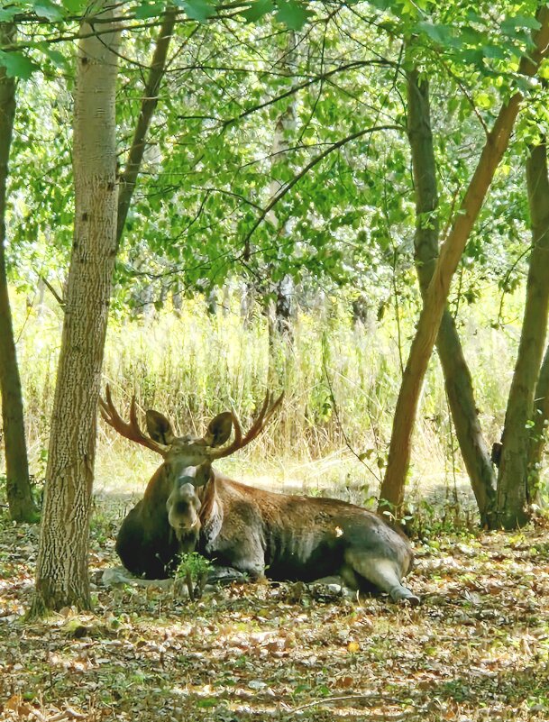 Встреча с рогатыми.... - Vladimir Semenchukov