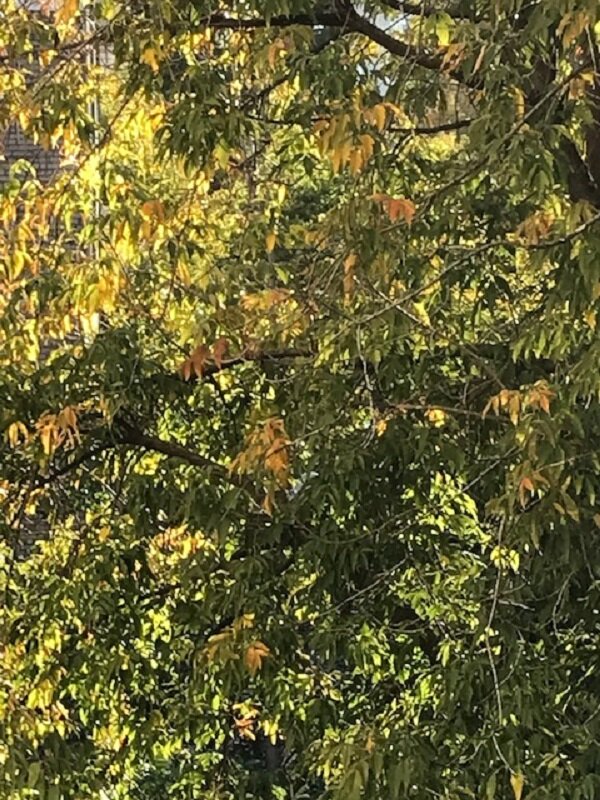 Осень солнечная... - Татьяна Юрасова