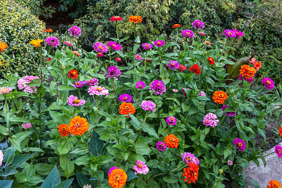 На осенней клумбе - Юрий Яловенко