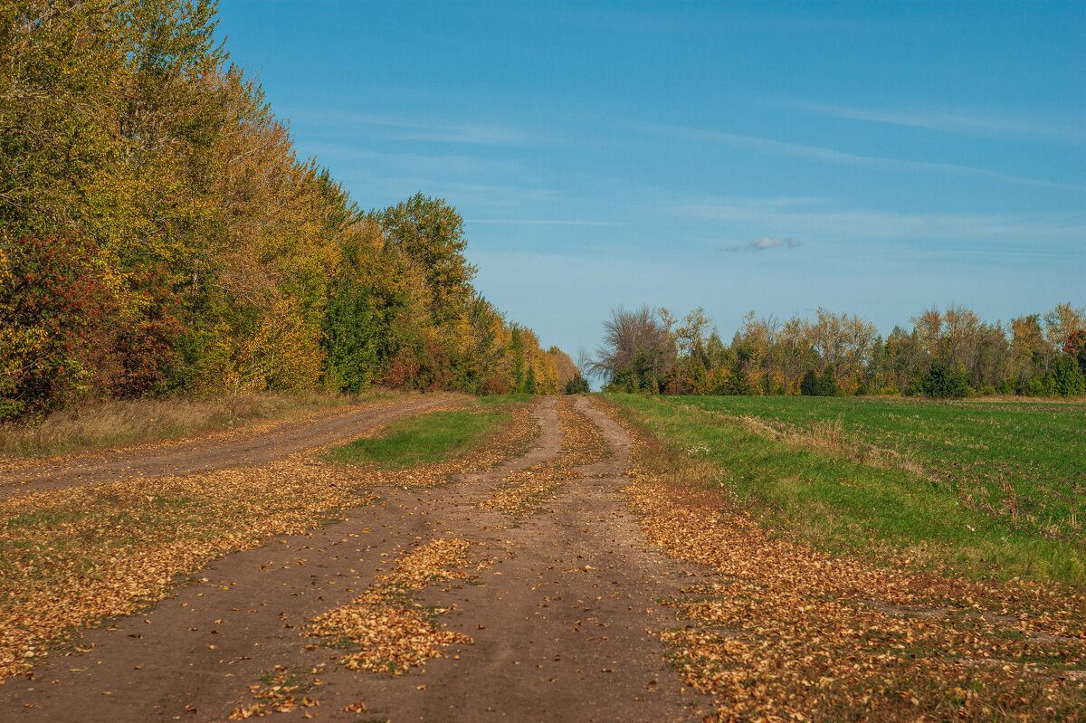 По золотой дороге - Дмитрий Ряховский По золотой дороге - Дмитрий Ряховский