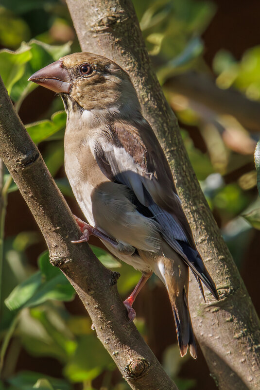 Дубонос - Sergey38 