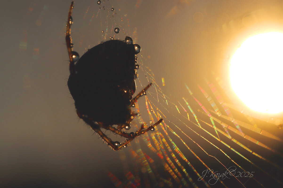 *** - Елена Kазак (selena1965)