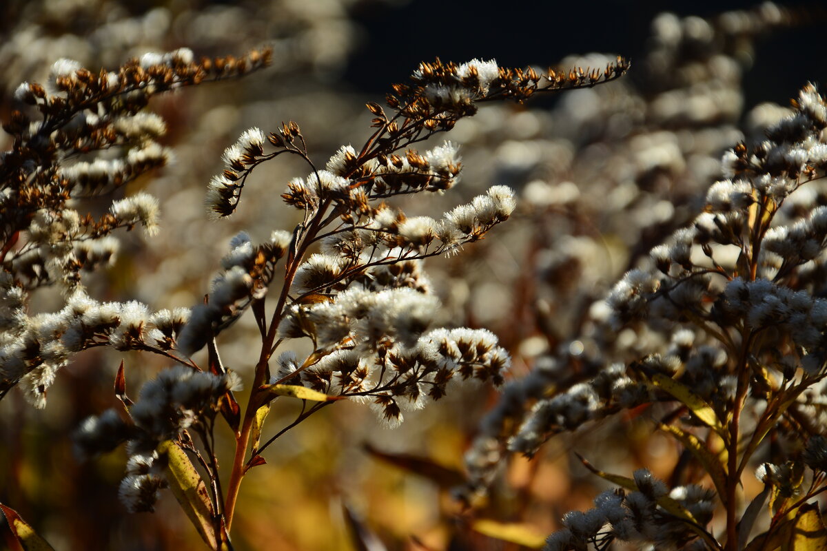 Осенние цветы. - Михаил Колосов 