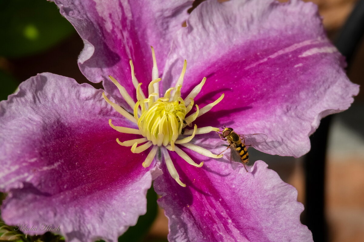 Журчалка  и клематис... - Николай Гирш