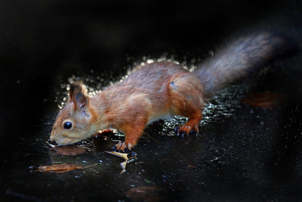 Утром 11 сентября. ЦПКиО - Михаил Бибичков Утром 11 сентября. ЦПКиО - Михаил Бибичков