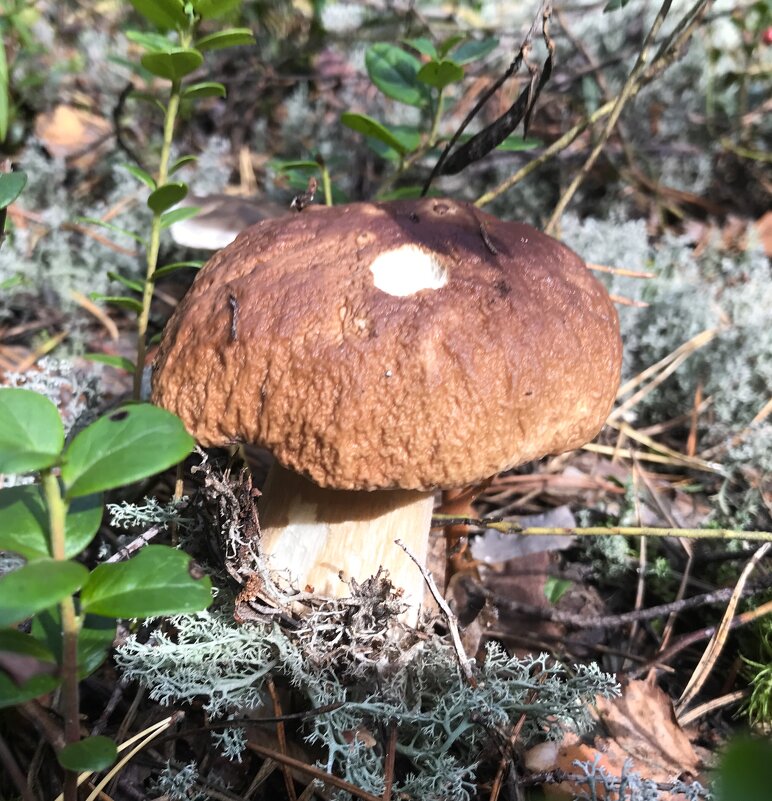 Боровичок) - Татьяна 