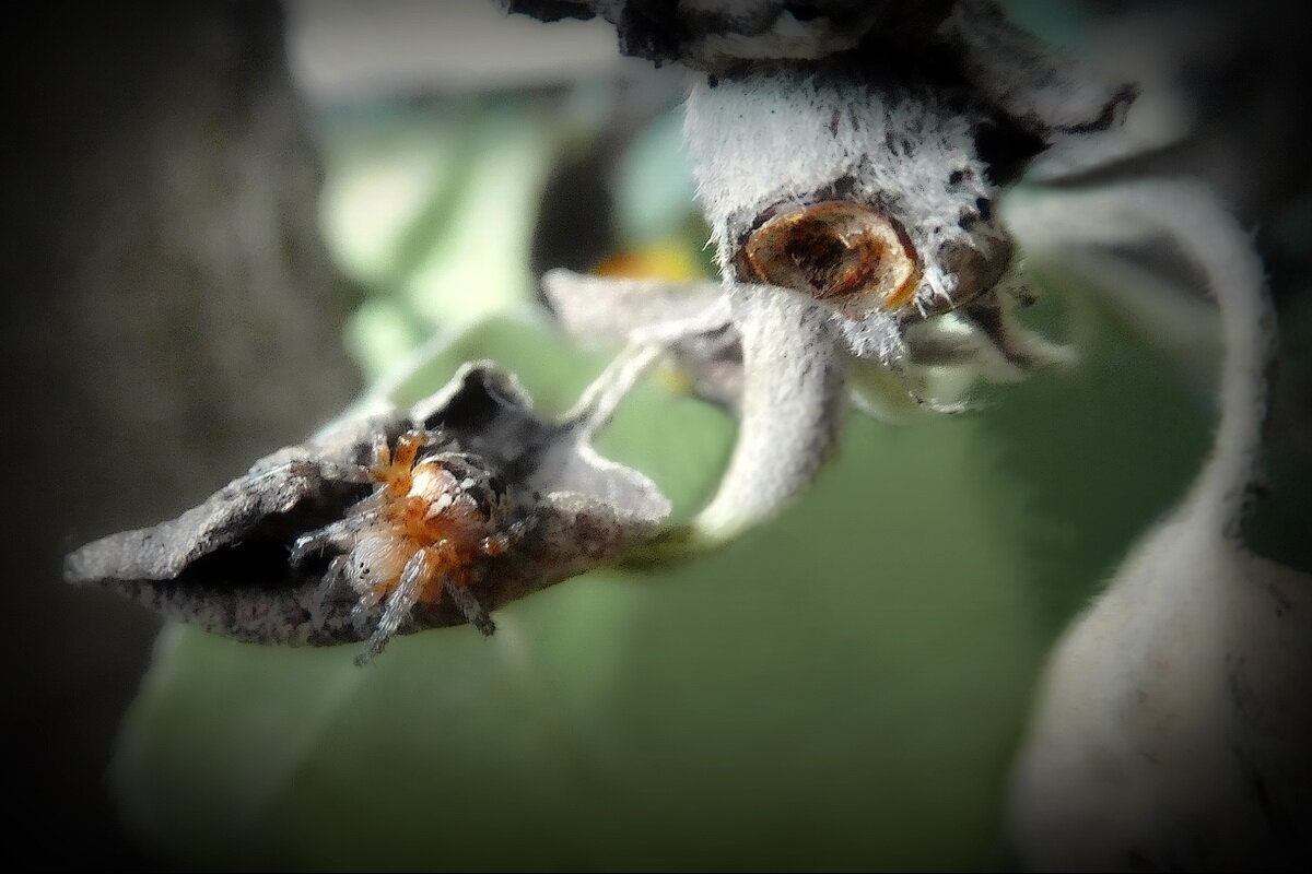 Под присмотром... - Владимир Шошин