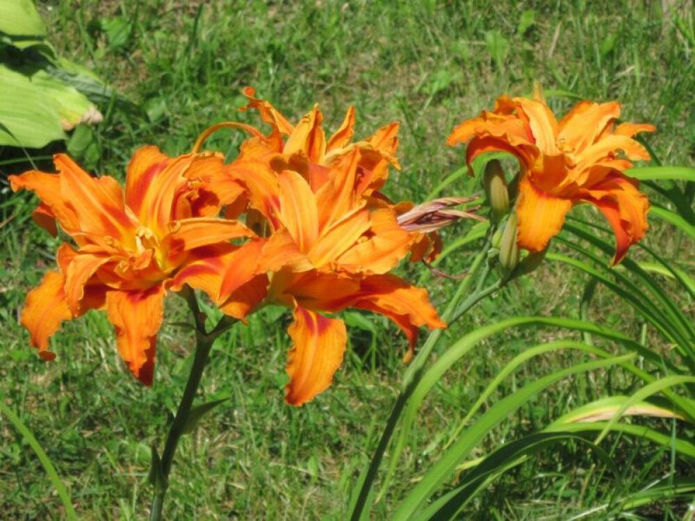 Лилейник оранжевый Хемерокалис - Дмитрий Никитин