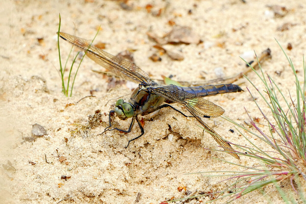 опять про стрекоз 13 - Александр Прокудин опять про стрекоз 13 - Александр Прокудин