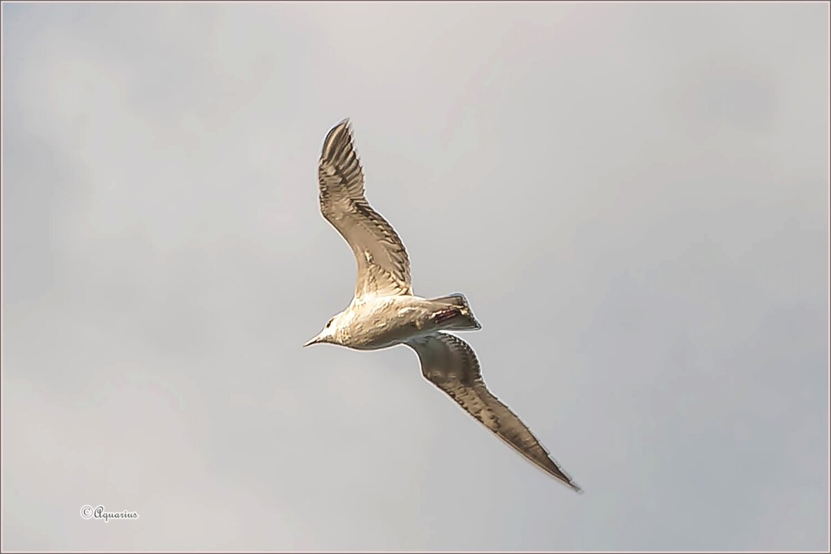 Про птиц... - Aquarius - Сергей