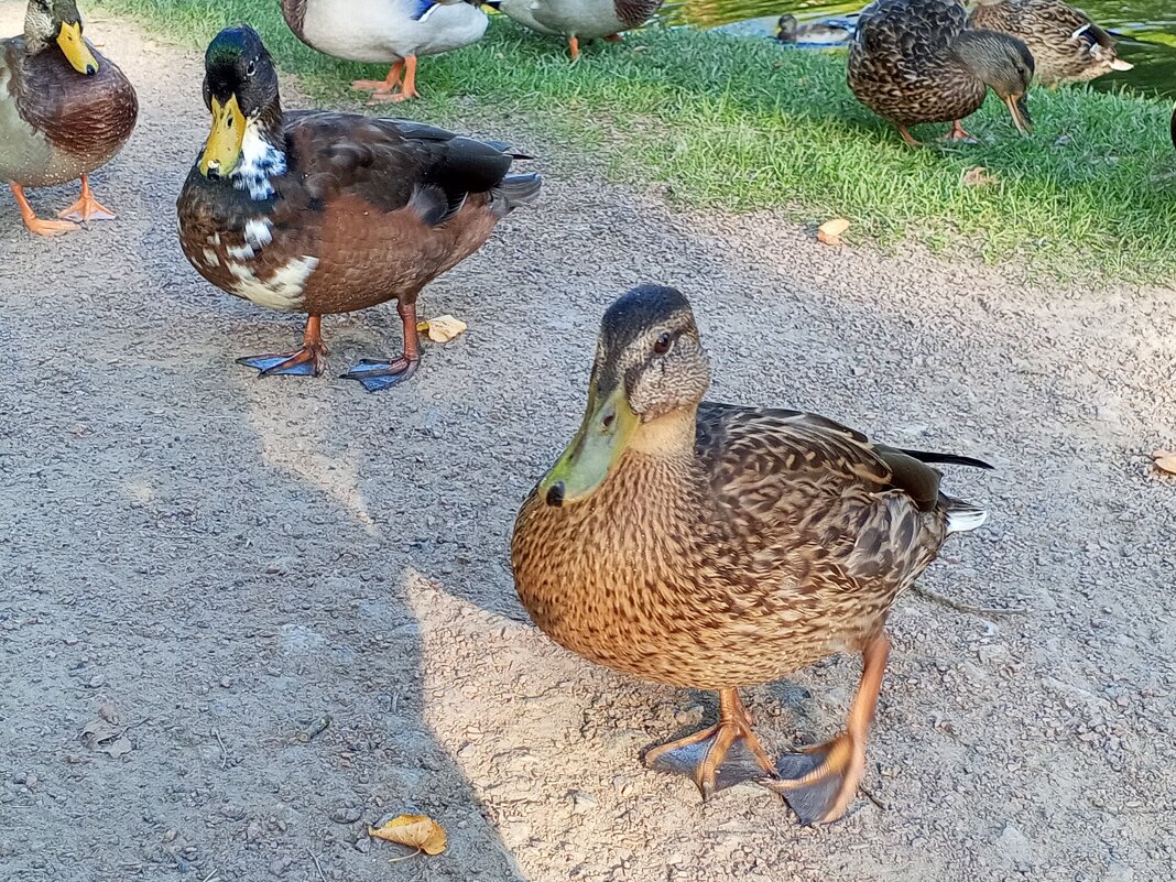 Утки - Сапсан 