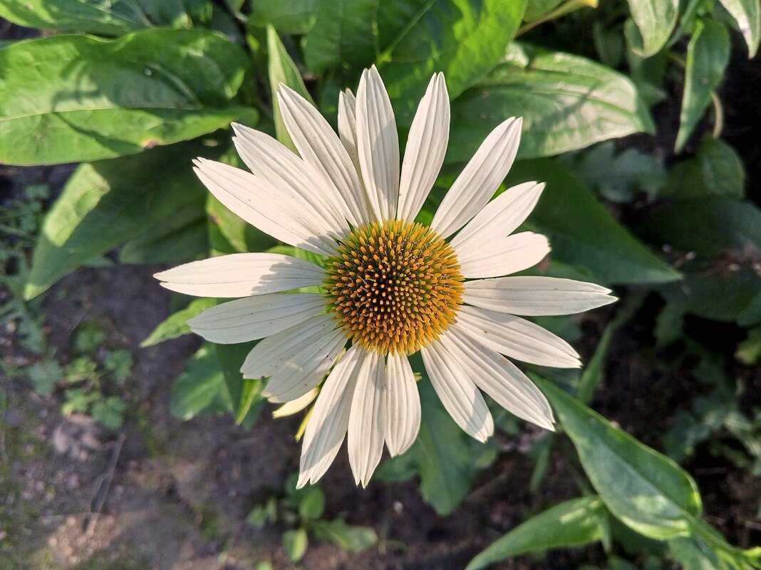 Эхинацея - Сапсан 