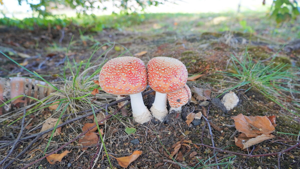 Мухомор. - Alex 711402