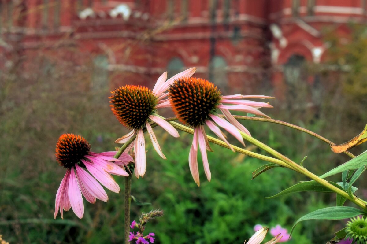 Эхинацея на Манежной. - Татьяна Помогалова