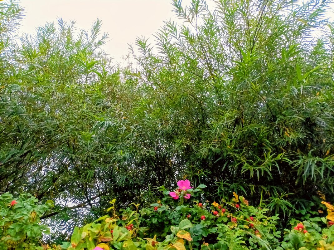 Шиповник под ивами - Veera V Шиповник под ивами - Veera V