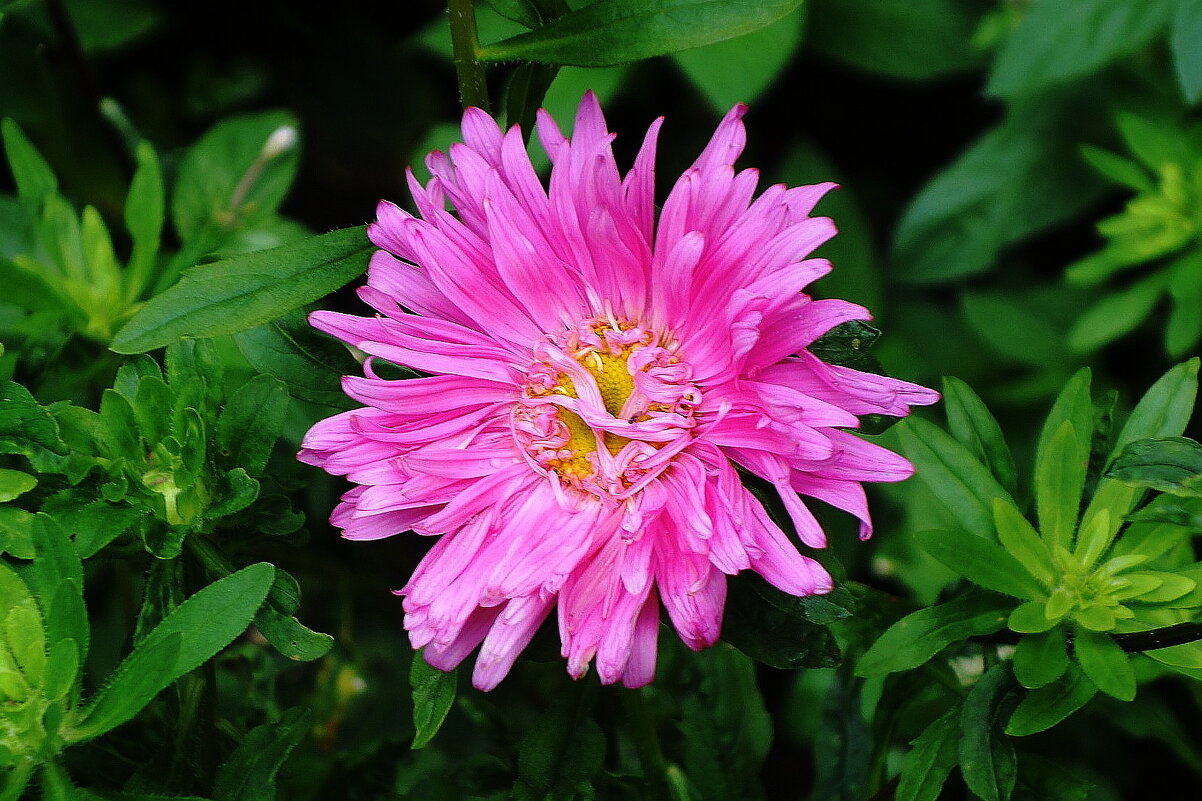 Астра - Рита Симонова