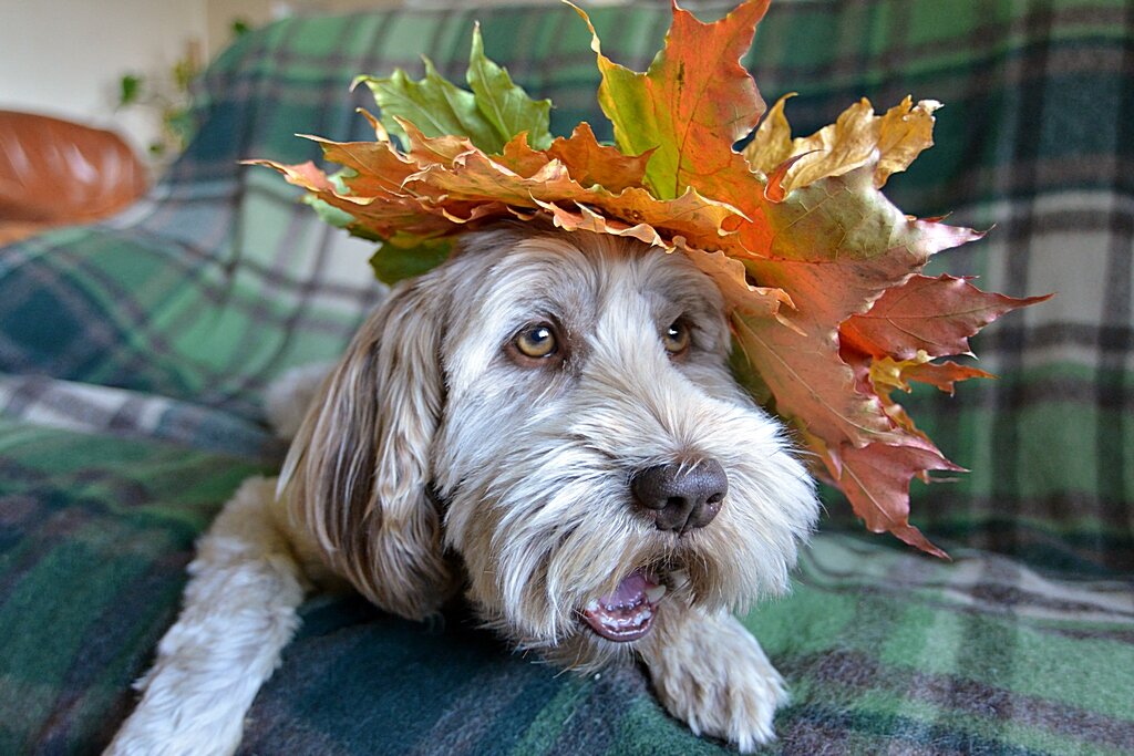 Пролетело лето двадцать, двадцать пять. Осень золотая на дворе опять... )) - Владимир Хиль