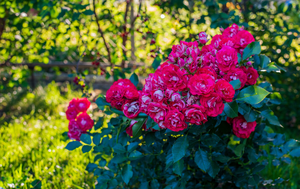 Букет - Петр 