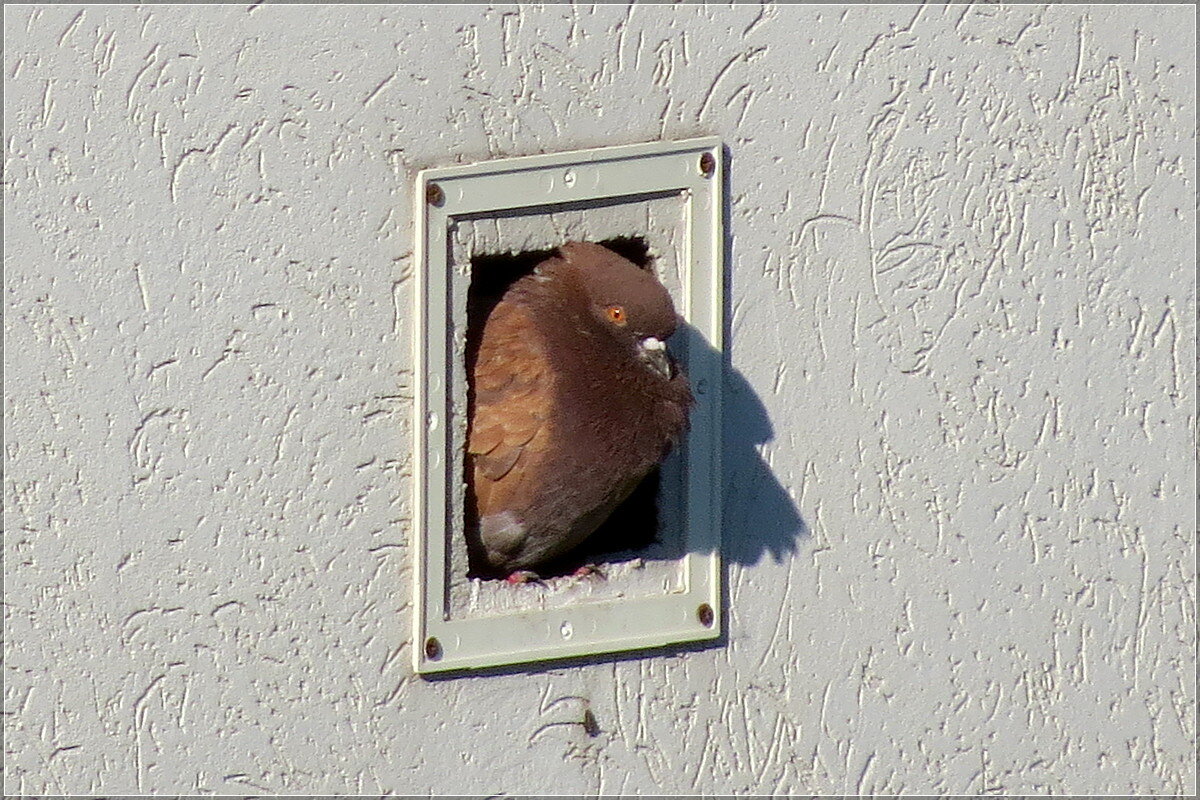 В бывшем гнезде соколов - Сеня Белгородский