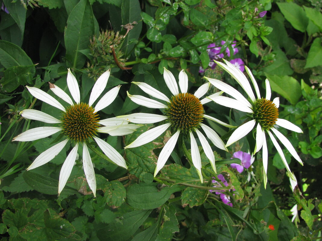 Белая эхинацея - Людмила Смородинская