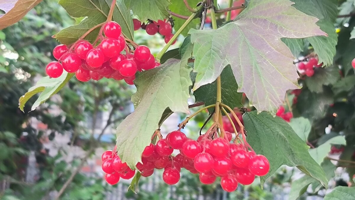 Калина. - Ольга 