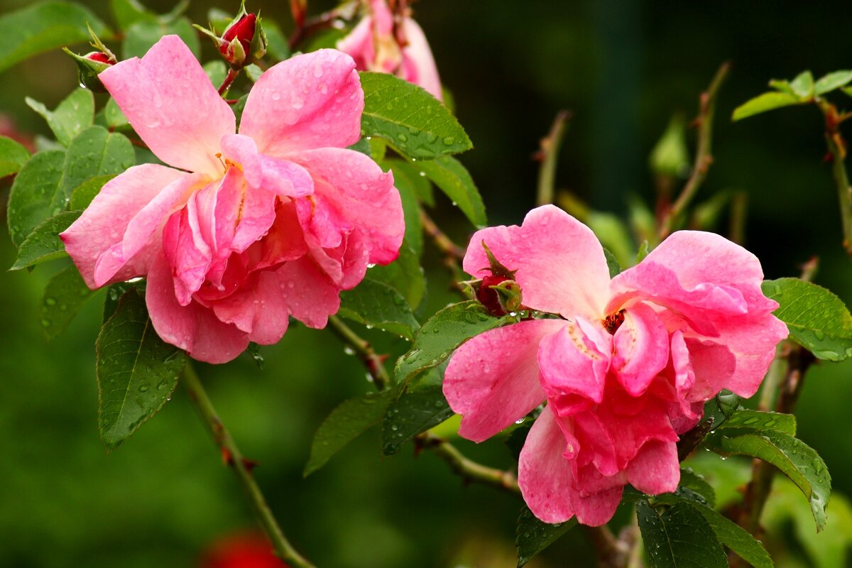 Плачат по тебе цветы.... - Юрий. Шмаков Плачат по тебе цветы.... - Юрий. Шмаков