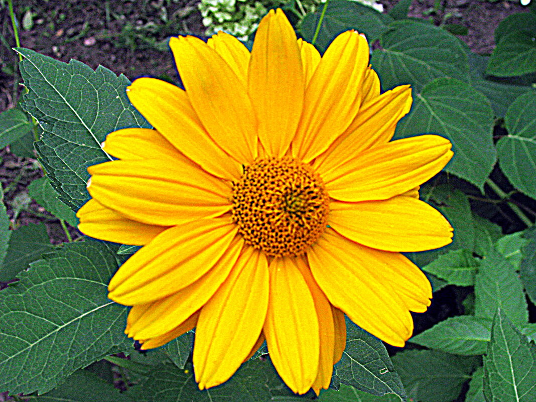 Цветы. - Владимир Драгунский