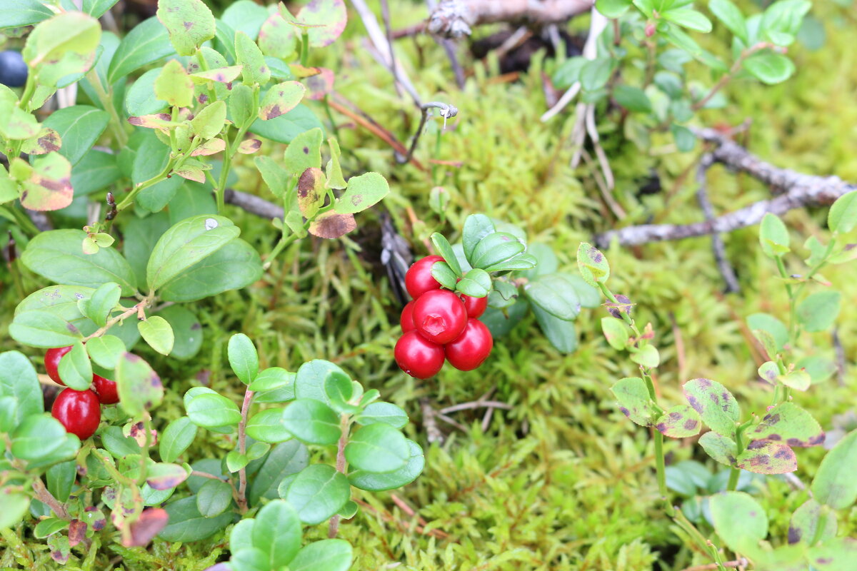 По ягодным местам - Ольга По ягодным местам - Ольга