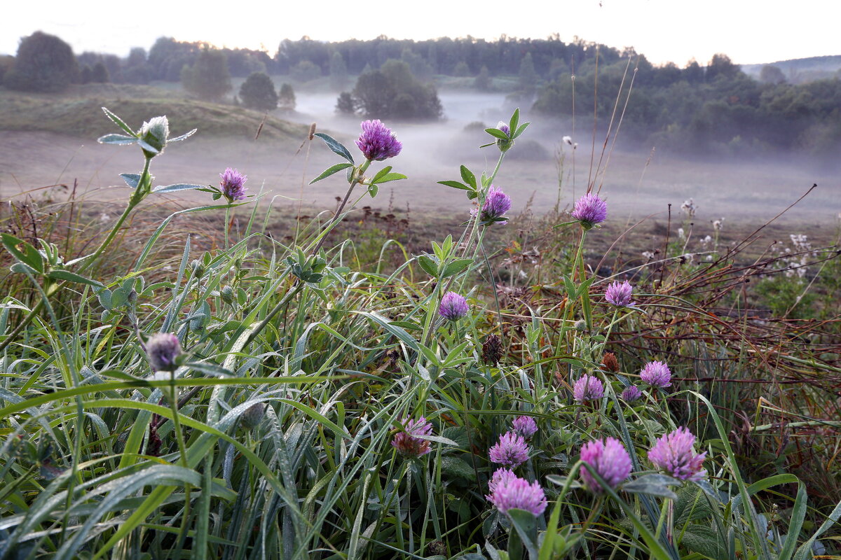 Утро в Царицыне - Михаил Бибичков