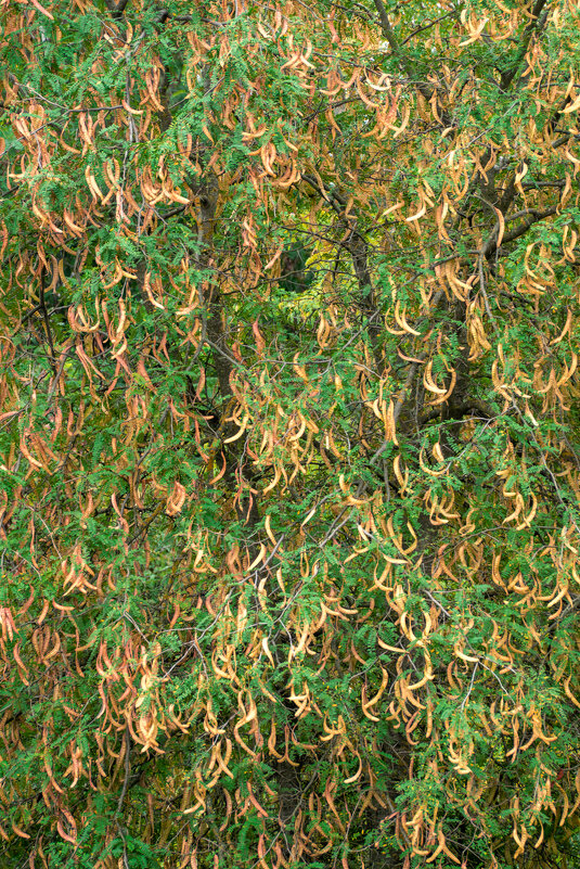 Акация - Игорь Сикорский