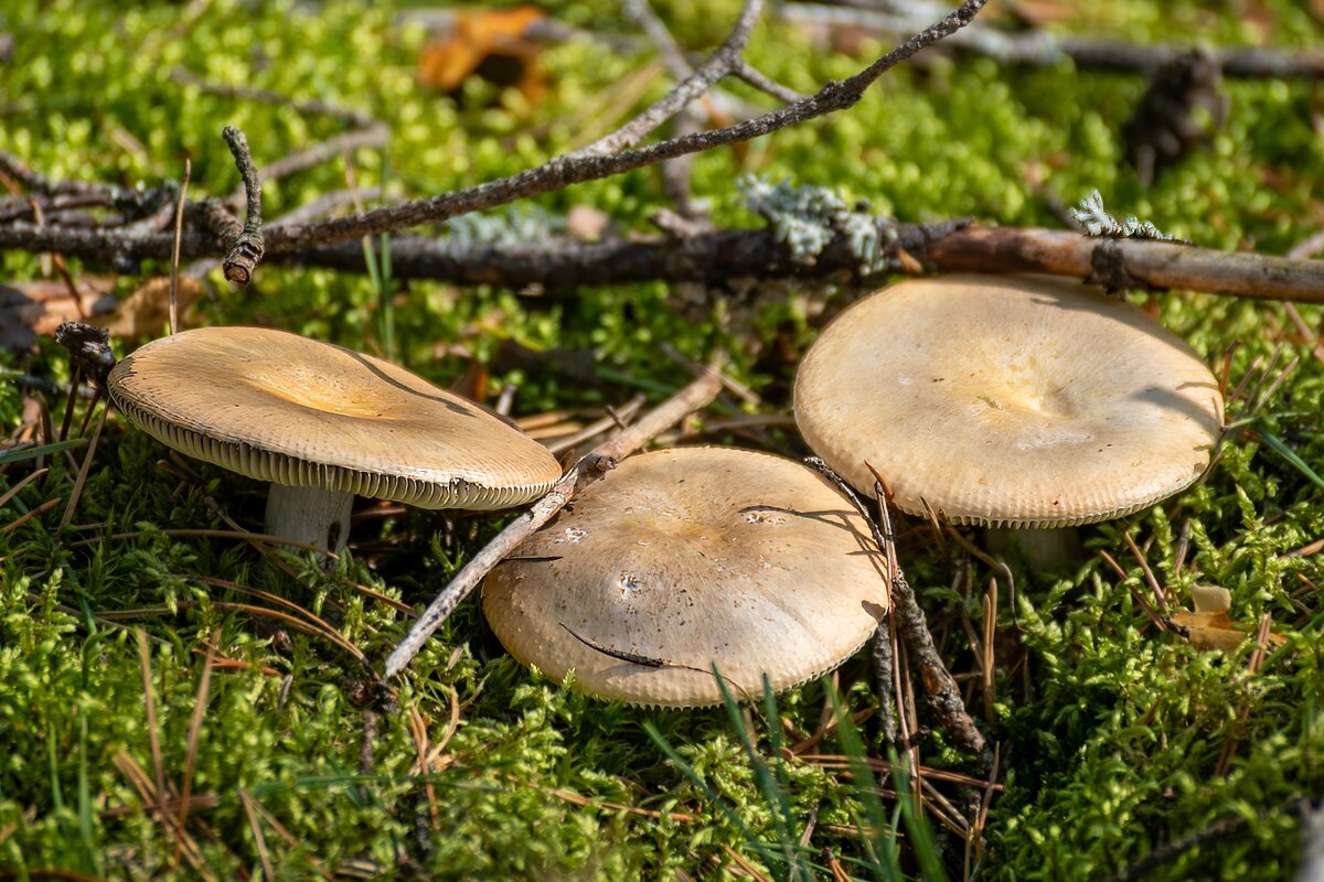 Соображают на троих - Игорь Сикорский