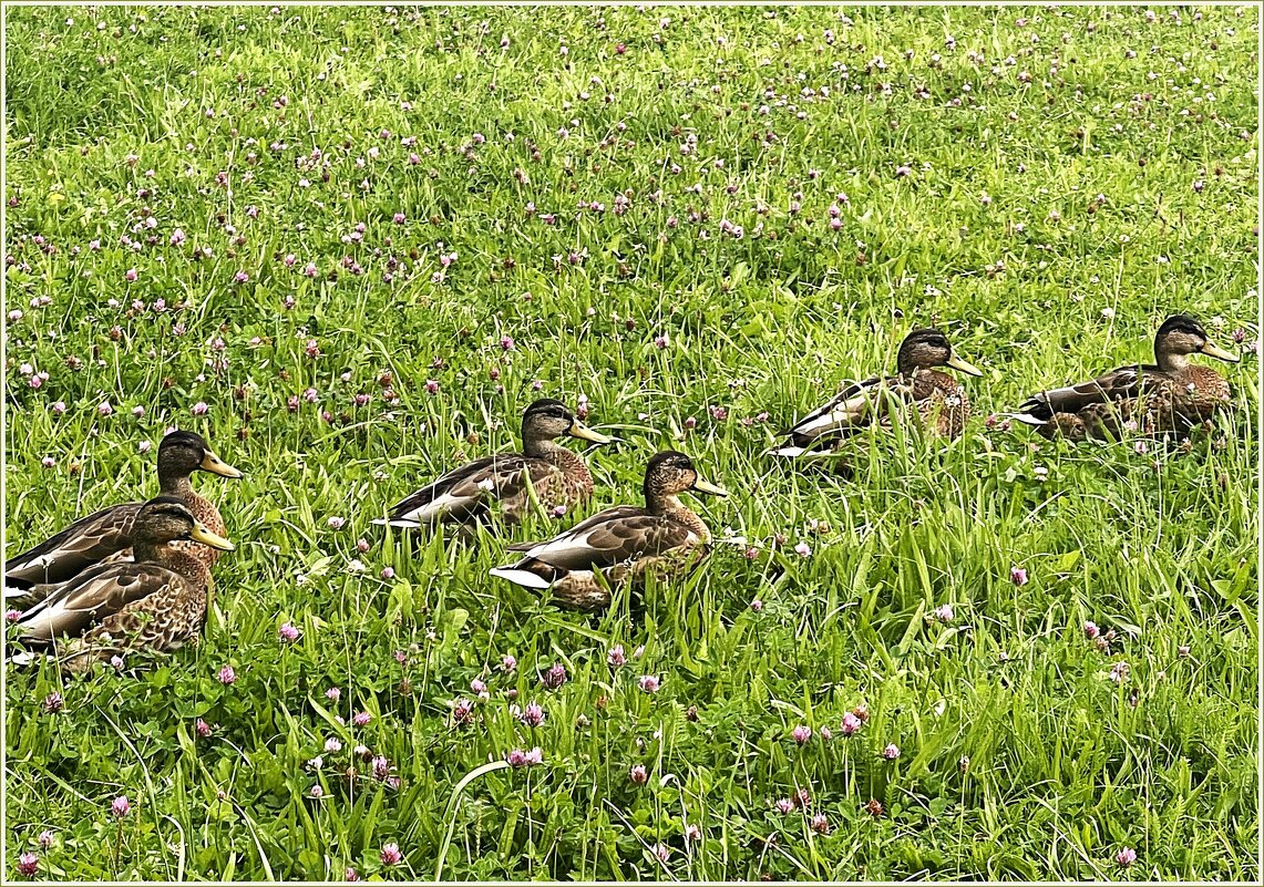 Семейка. - Валерия Комова