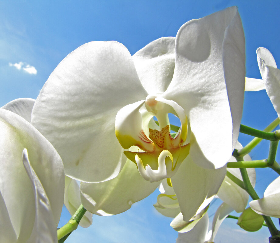 орхидеи - ИРЭН@ .