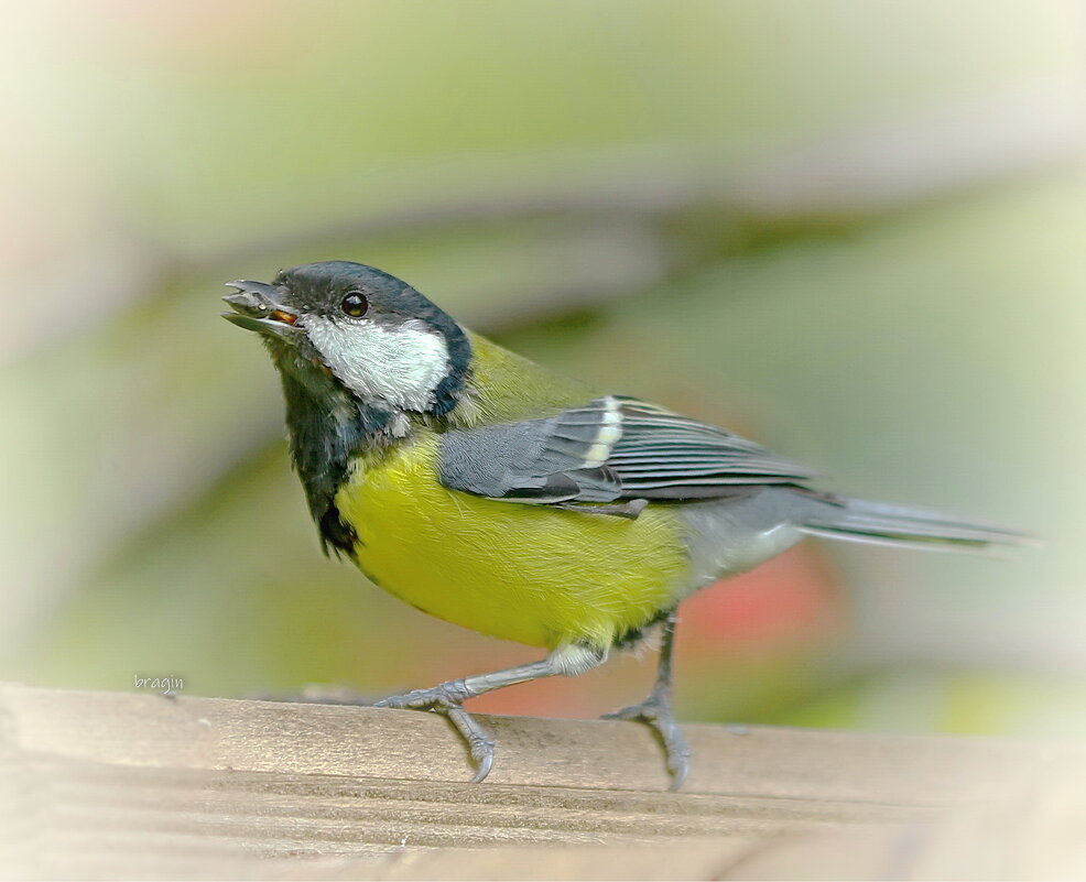 семечка - Andrey Bragin 