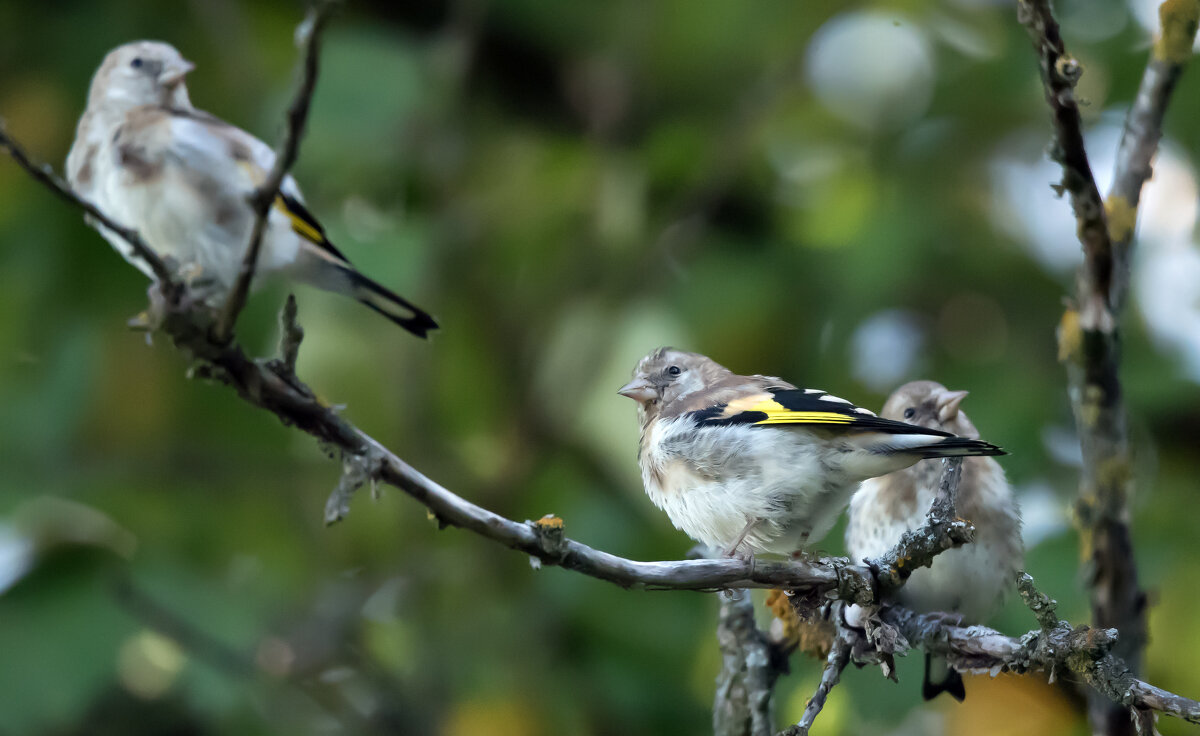Молодые щеглы. - Владимир Безбородов