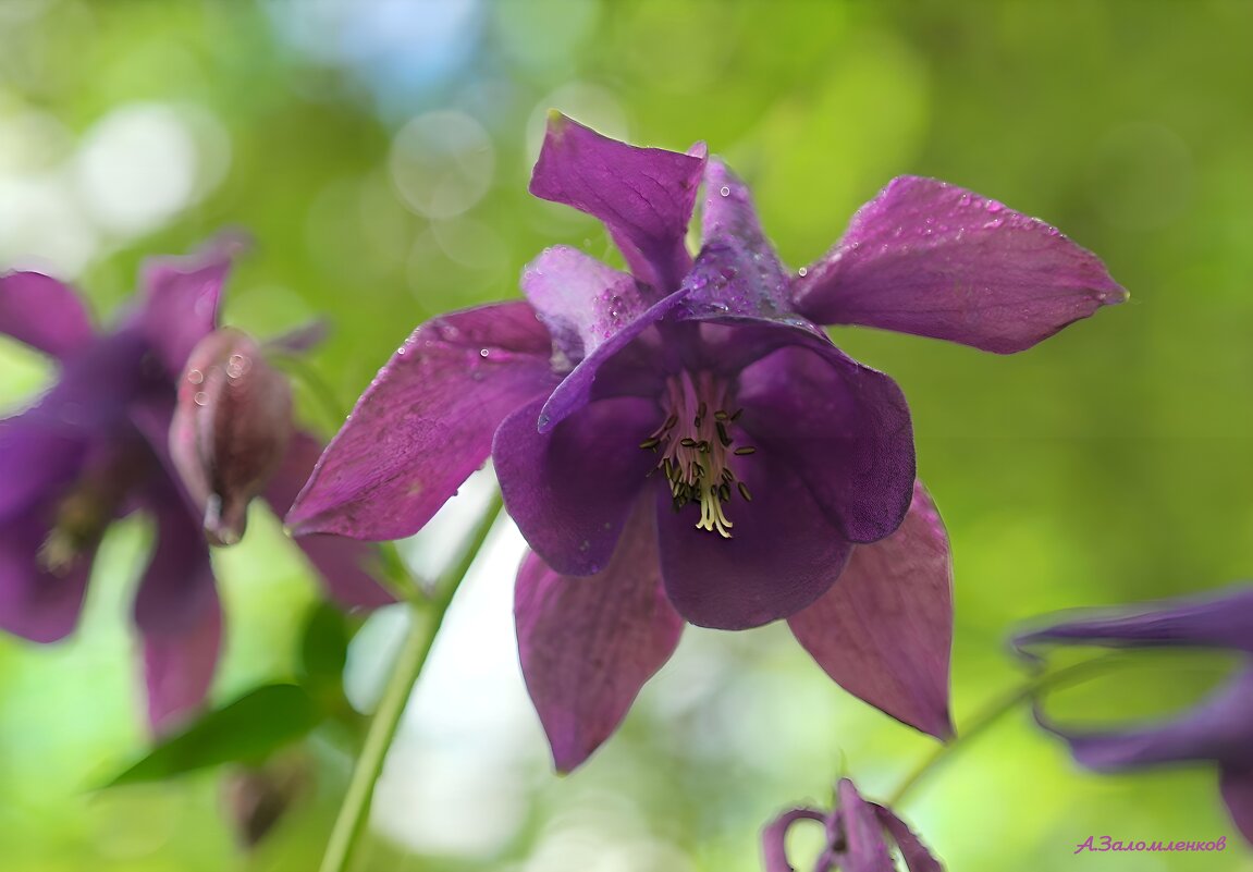 Вспоминая лето... - Андрей Заломленков Вспоминая лето... - Андрей Заломленков