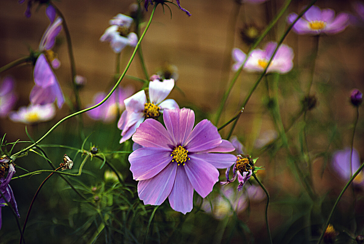 Космея - Владимир Кроливец