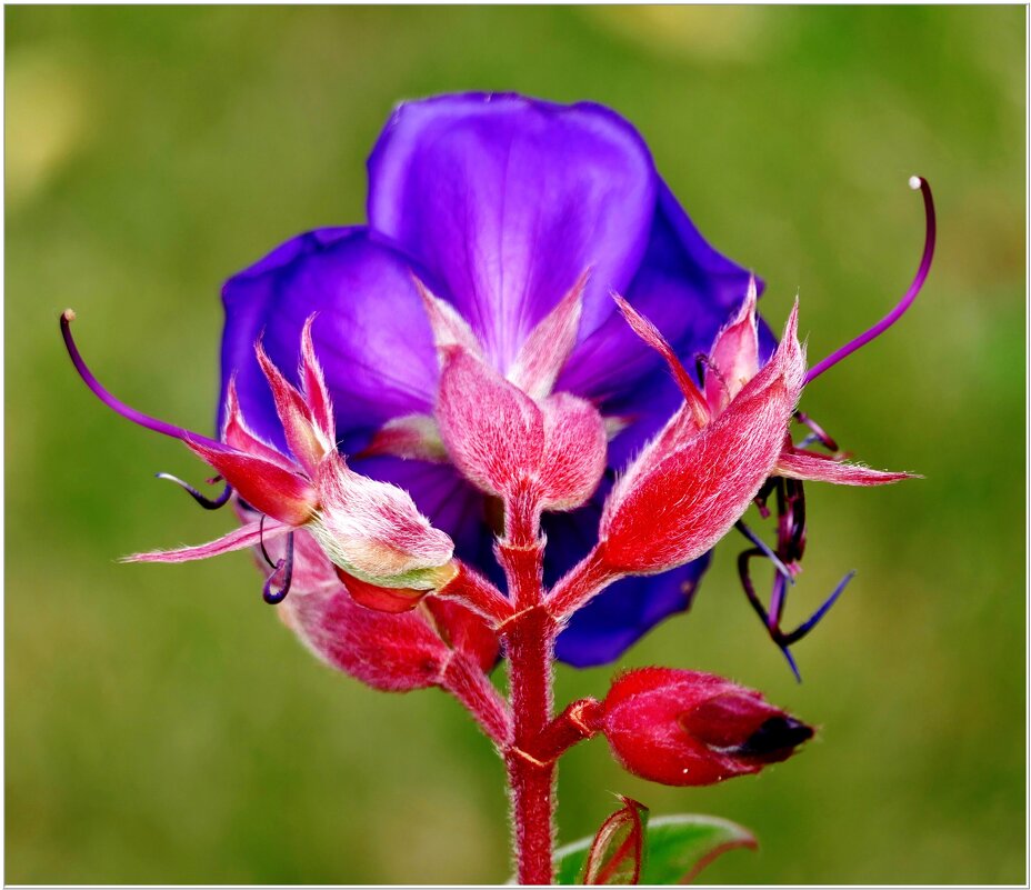 КРАСАВЧИК... - Elvira E. 