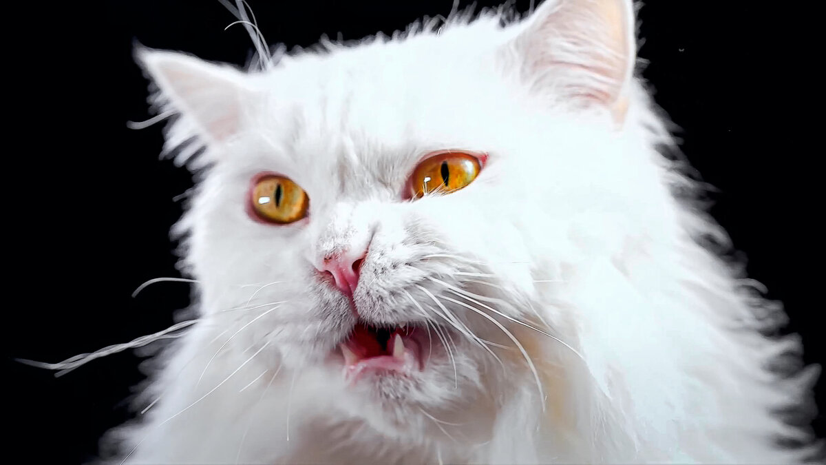 Белая ангорская кошка - Aleksey Afonin