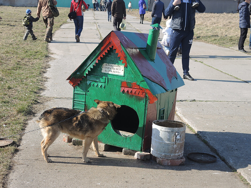 Аэродромный сторож - Александр 