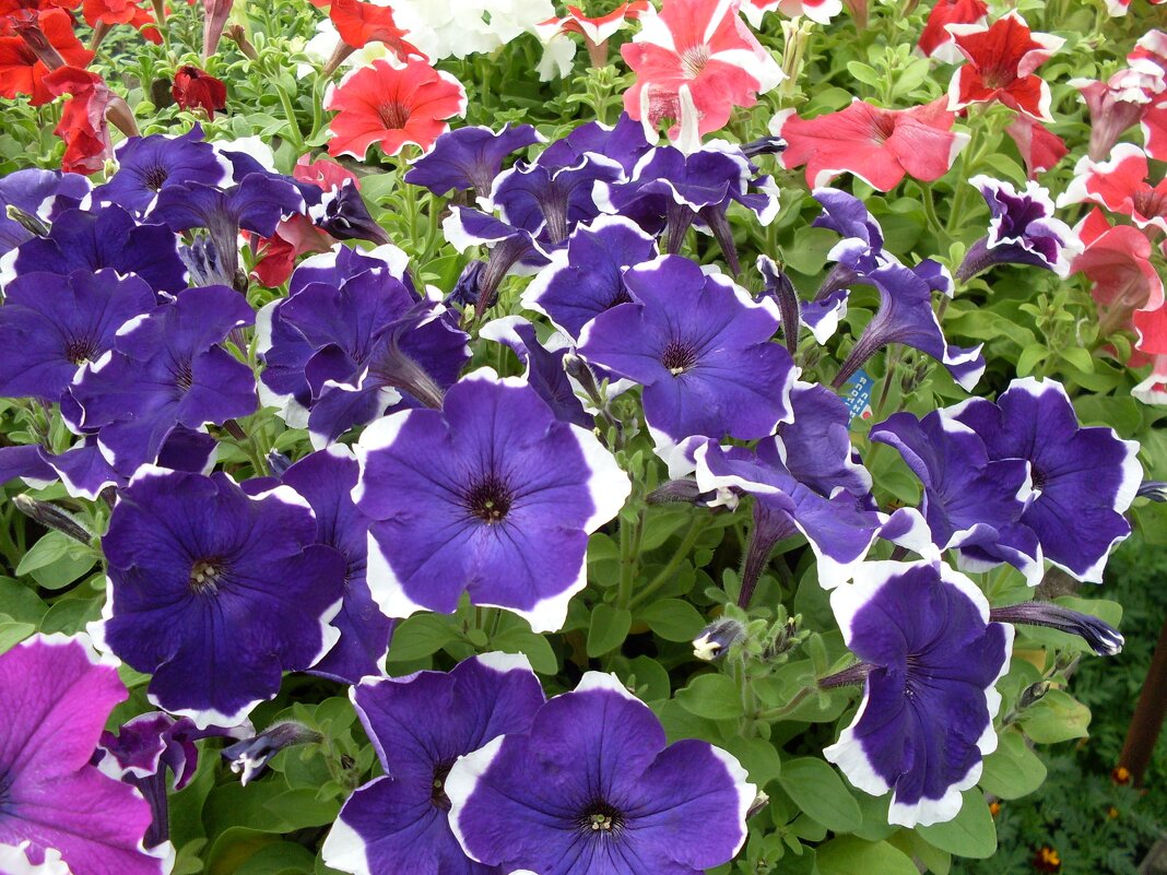 ПЕТУНИЯ - СЕРГЕЙ ФИЛОЧКИН