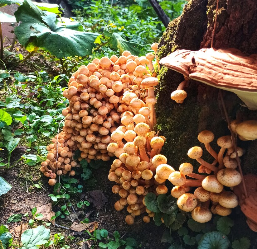 Один пенёк - и полная корзинка! - veilins veilins