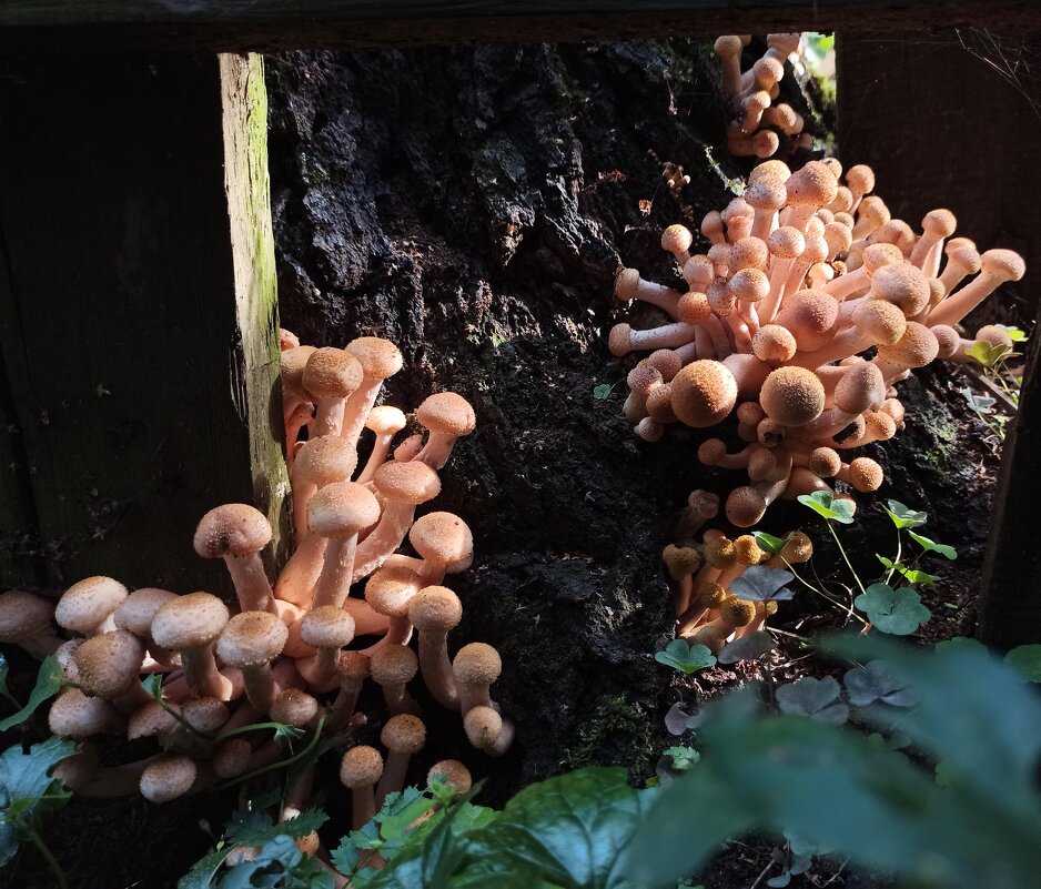 Опята - дружные ребята! - veilins veilins