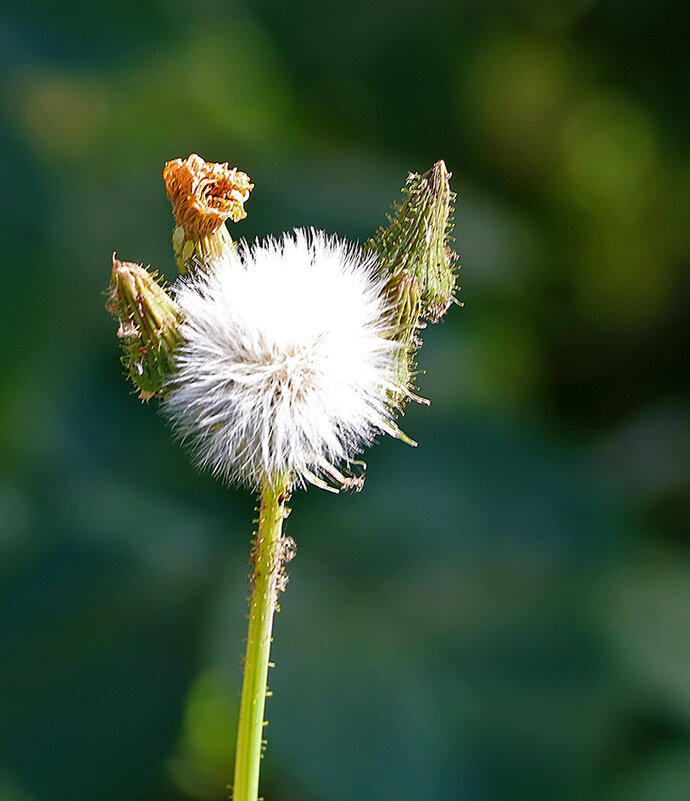 Пушистик - Светлана 