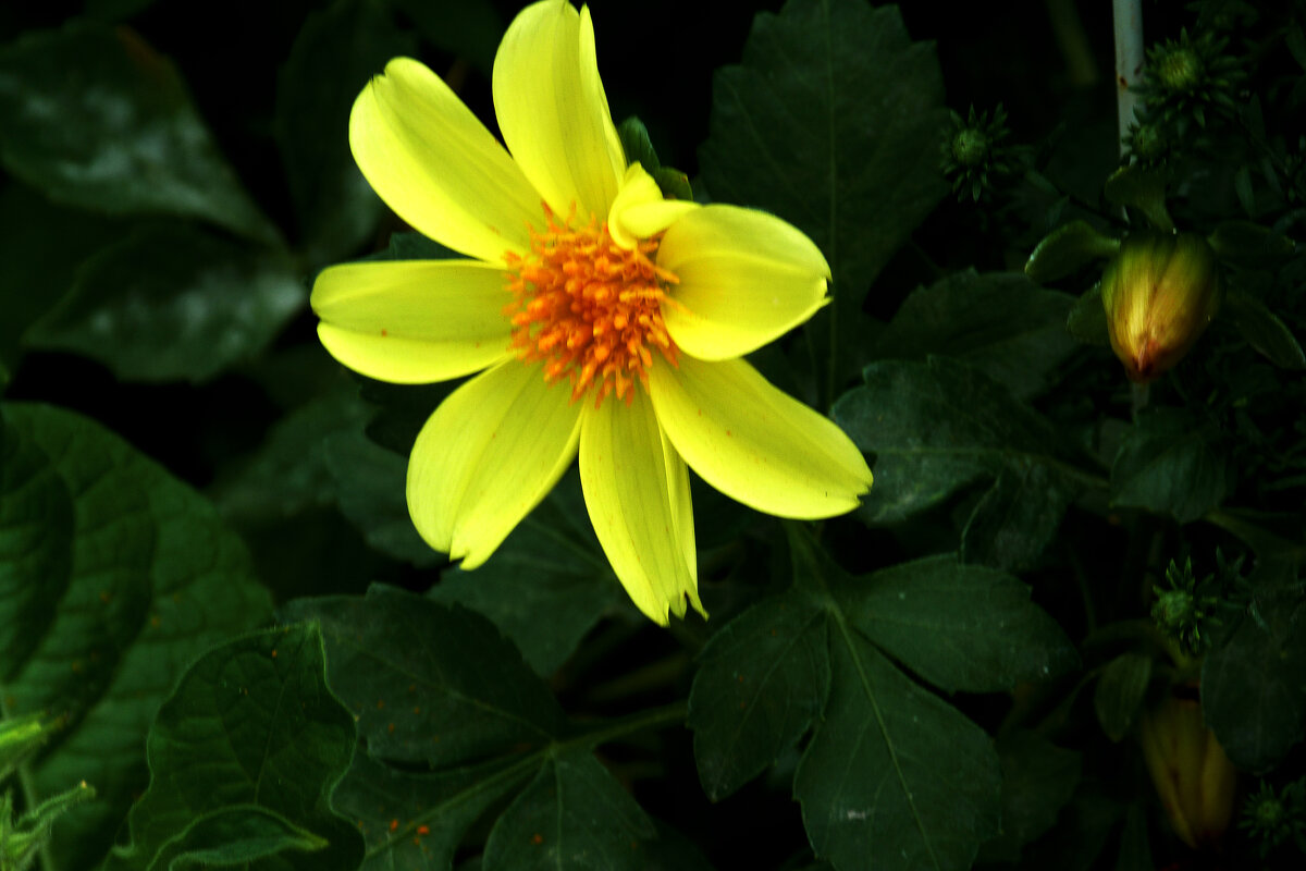 Жёлтая  георгина - Валентин Семчишин