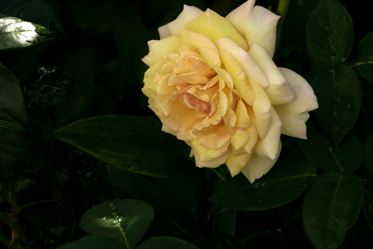 Жёлтая  роза - Валентин Семчишин