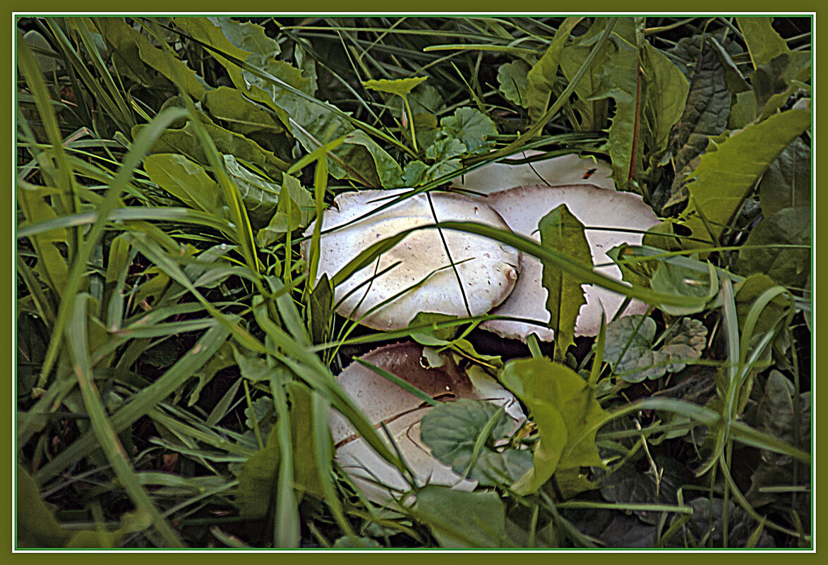 Из прогулки по городу - Владимир Кроливец