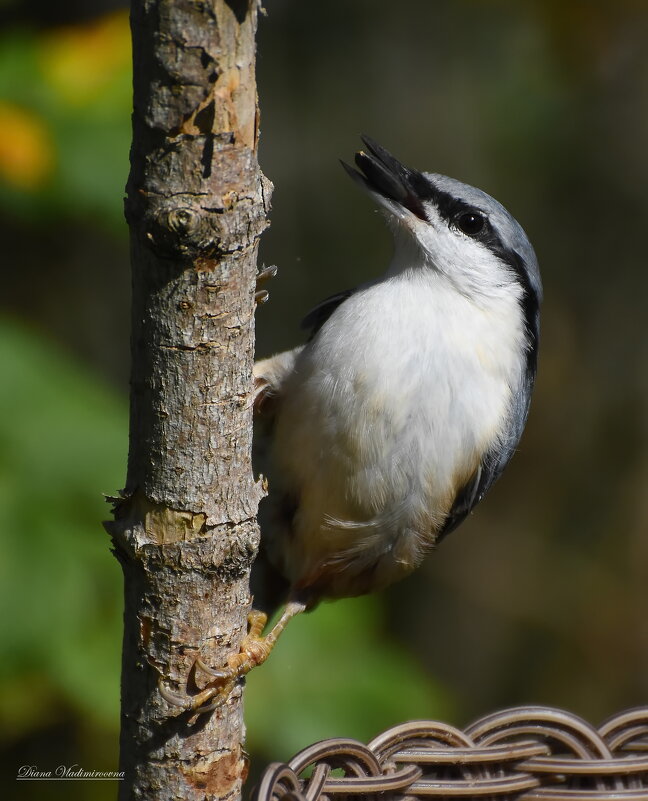 ПОПОЛЗЕНЬ. - DianaVladimirovna 