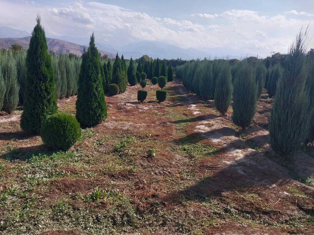 Talgar. - Murat Bukaev 