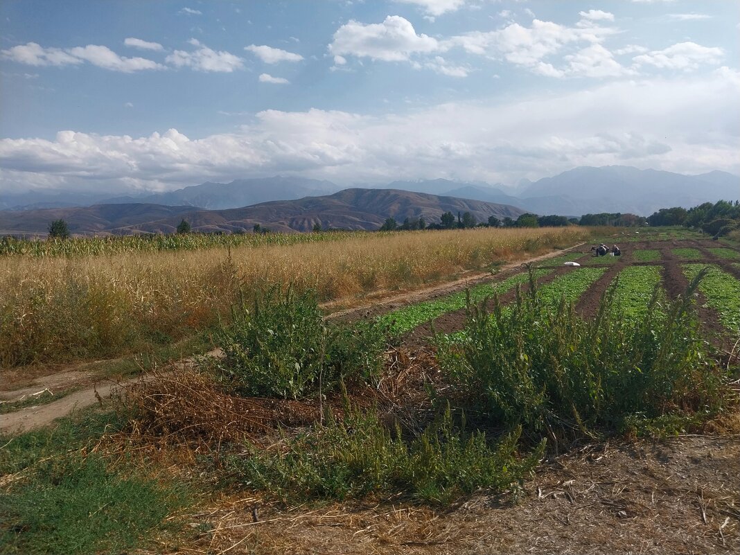 Talgar. - Murat Bukaev 